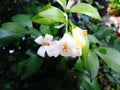 Orange jasmineÃÂ  Royalty Free Stock Photo